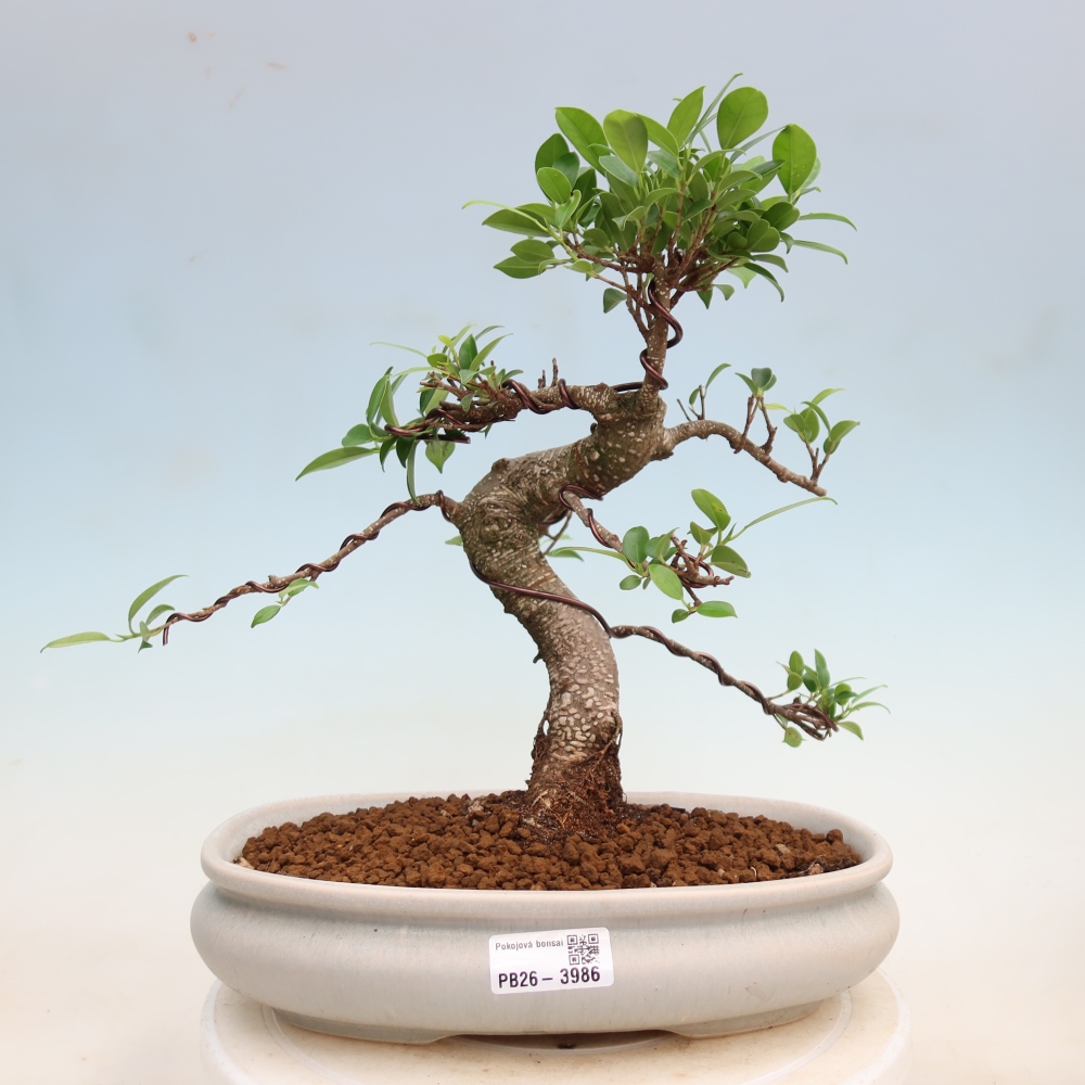 Salle bonsaï - Ficus kimmen - ficus à petites feuilles