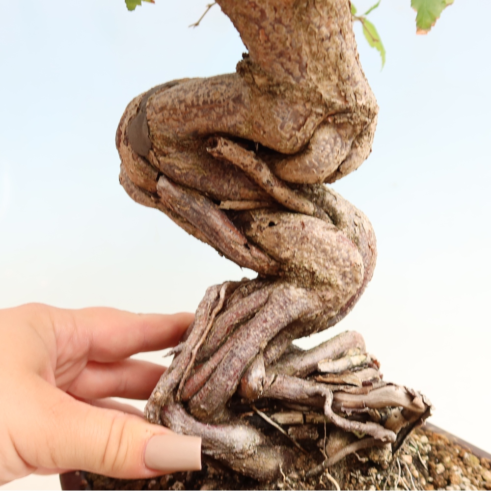 Bonsaï d'extérieur -Carpinus CARPINOIDES - Charme de Corée