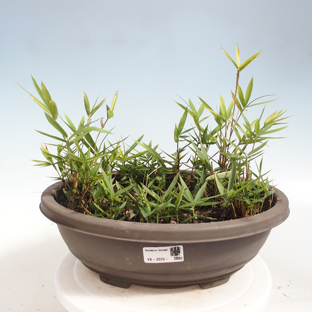 Bonsaï d'extérieur - Pleioblastus argenteostriatus f.pumilus - Bambou nain