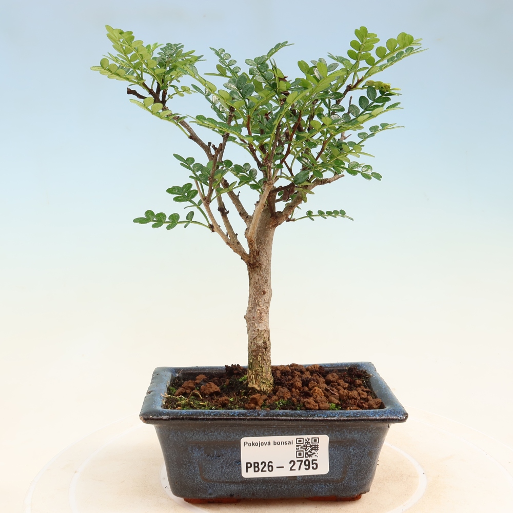 Salle bonsaï - Zantoxylum piperitum - arbre à poivre