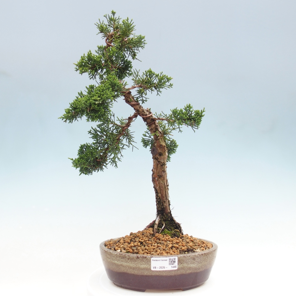Bonsaï d'extérieur - Juniperus chinensis Kishu