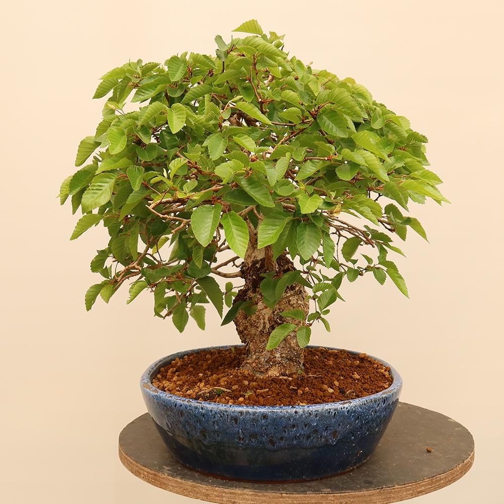 Bonsaï d'extérieur -Carpinus Coreana - Charme de Corée