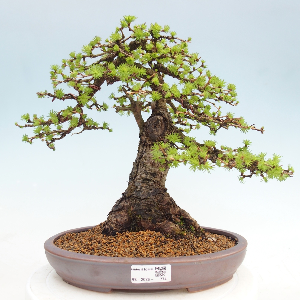 Bonsaï d'extérieur -Larix decidua - Mélèze