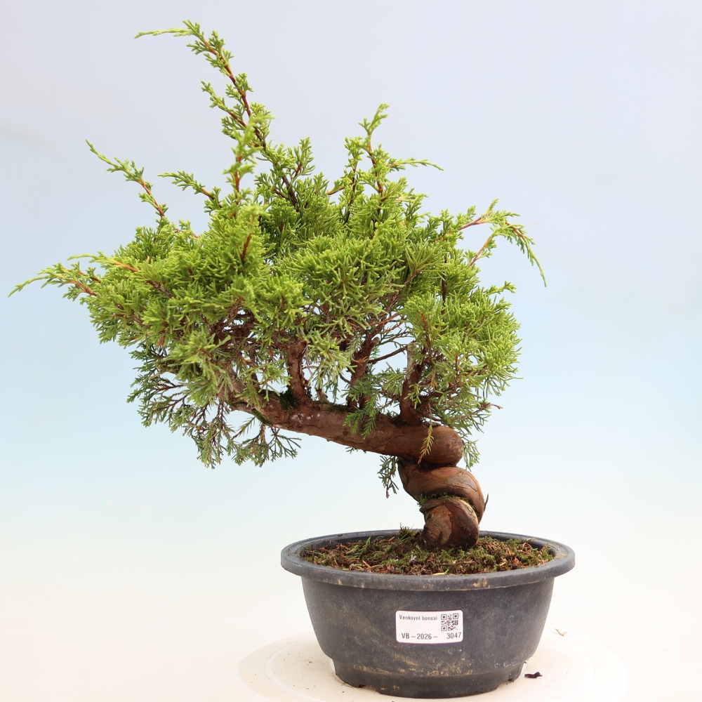 Bonsaï d'extérieur - Juniperus chinensis Itoigawa-Juniperus chinensis
