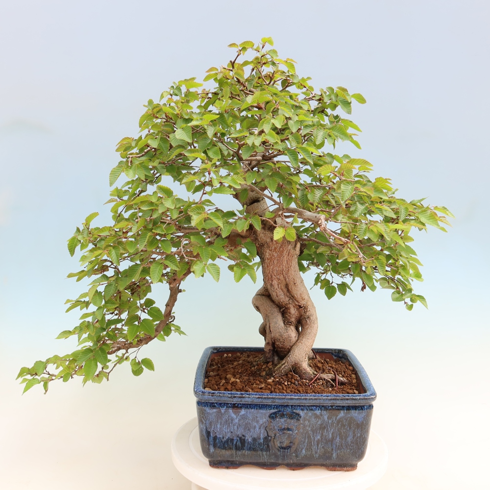 Bonsaï d'extérieur -Carpinus Coreana - Charme de Corée