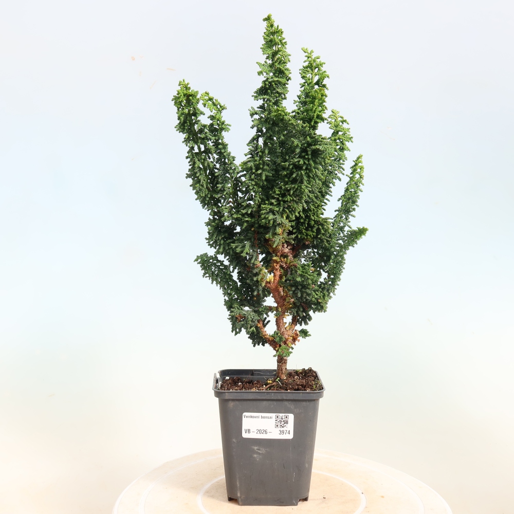 Bonsaï d'extérieur - Cham. obtusa SEKKA HINOKI - Cyprès