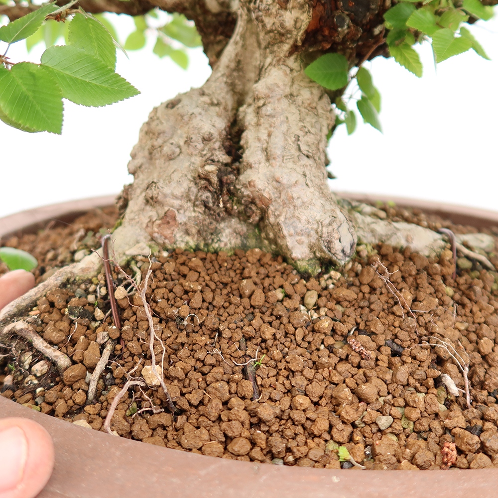 Bonsaï d'extérieur -Carpinus Coreana - Charme de Corée