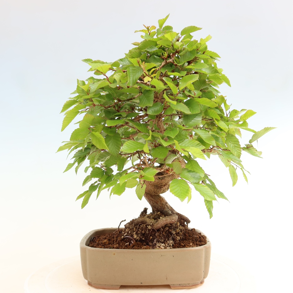 Bonsaï d'extérieur -Carpinus Coreana - Charme de Corée