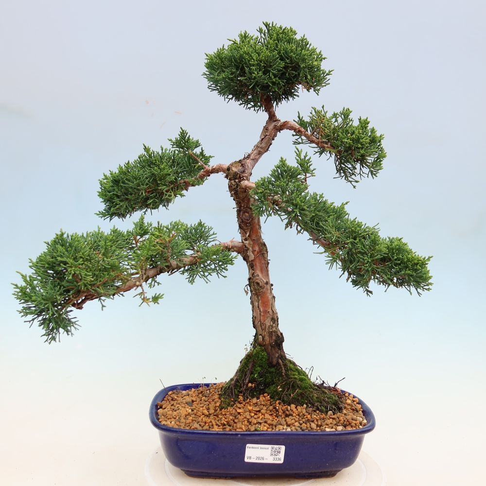 Bonsaï d'extérieur - Juniperus chinensis Kishu