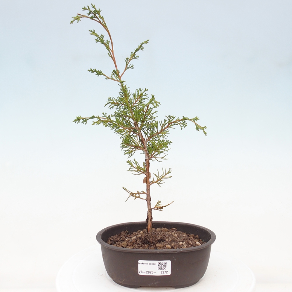 Bonsaï d'extérieur - Juniperus chinensis Itoigawa