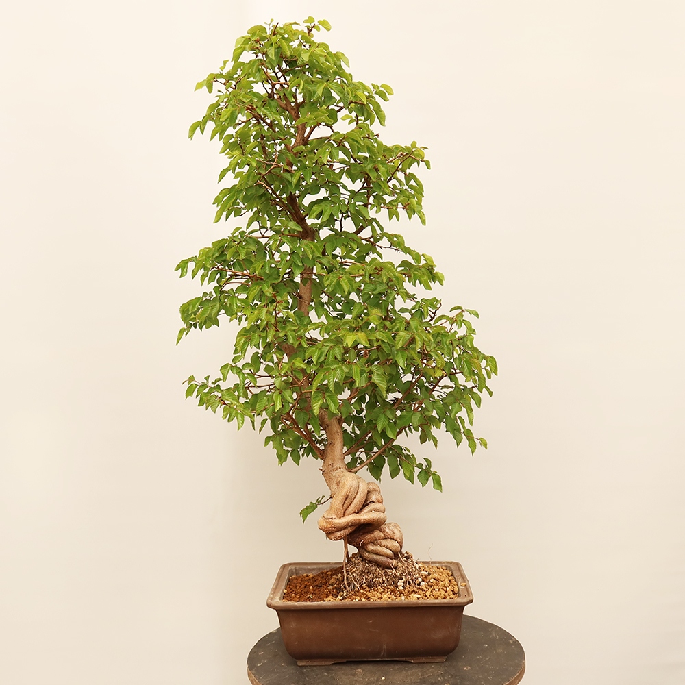 Bonsaï d'extérieur -Carpinus Coreana - Charme de Corée