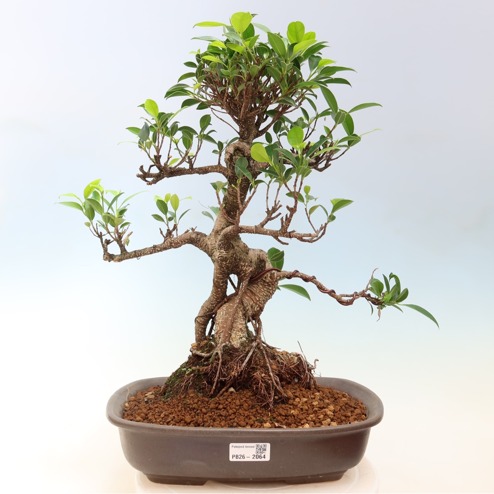 Salle bonsaï - Ficus kimmen - ficus à petites feuilles