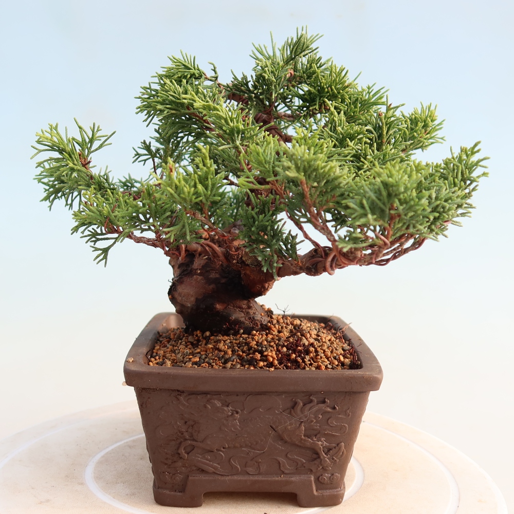 Bonsaï d'extérieur - Juniperus chinensis Itoigawa