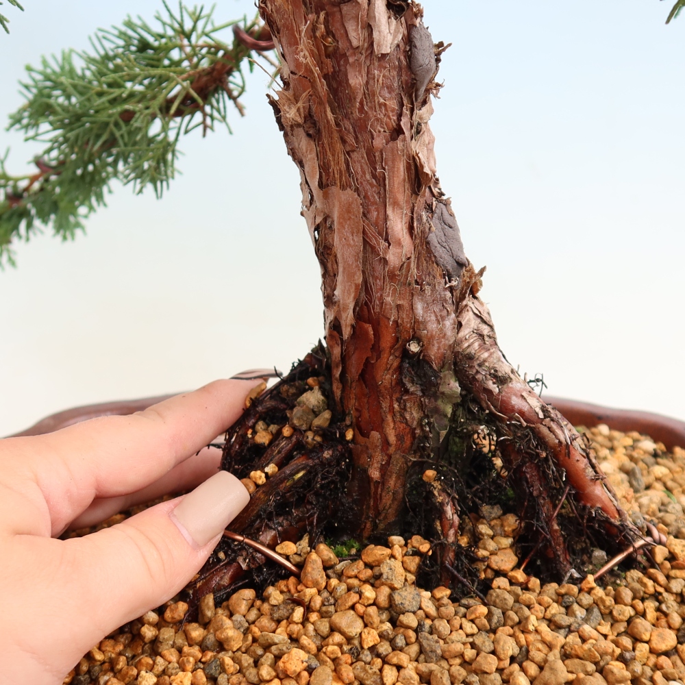 Bonsaï d'extérieur - Juniperus chinensis Kishu