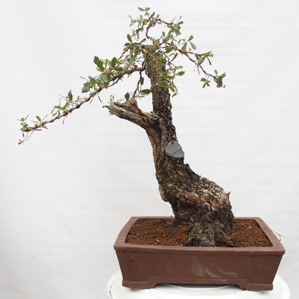 Yamadori - Quercus Ilex - Chêne vert