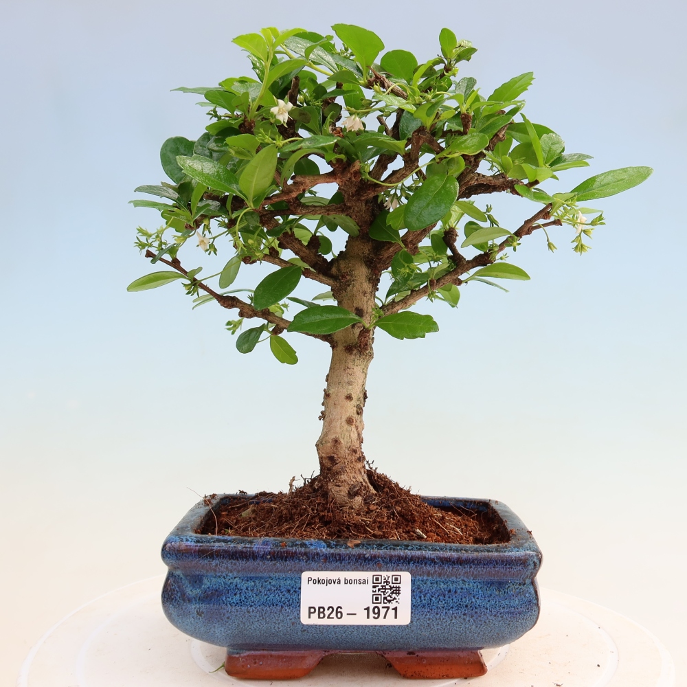 Bonsaï de chambre - Carmona macrophylla - Tea fuki