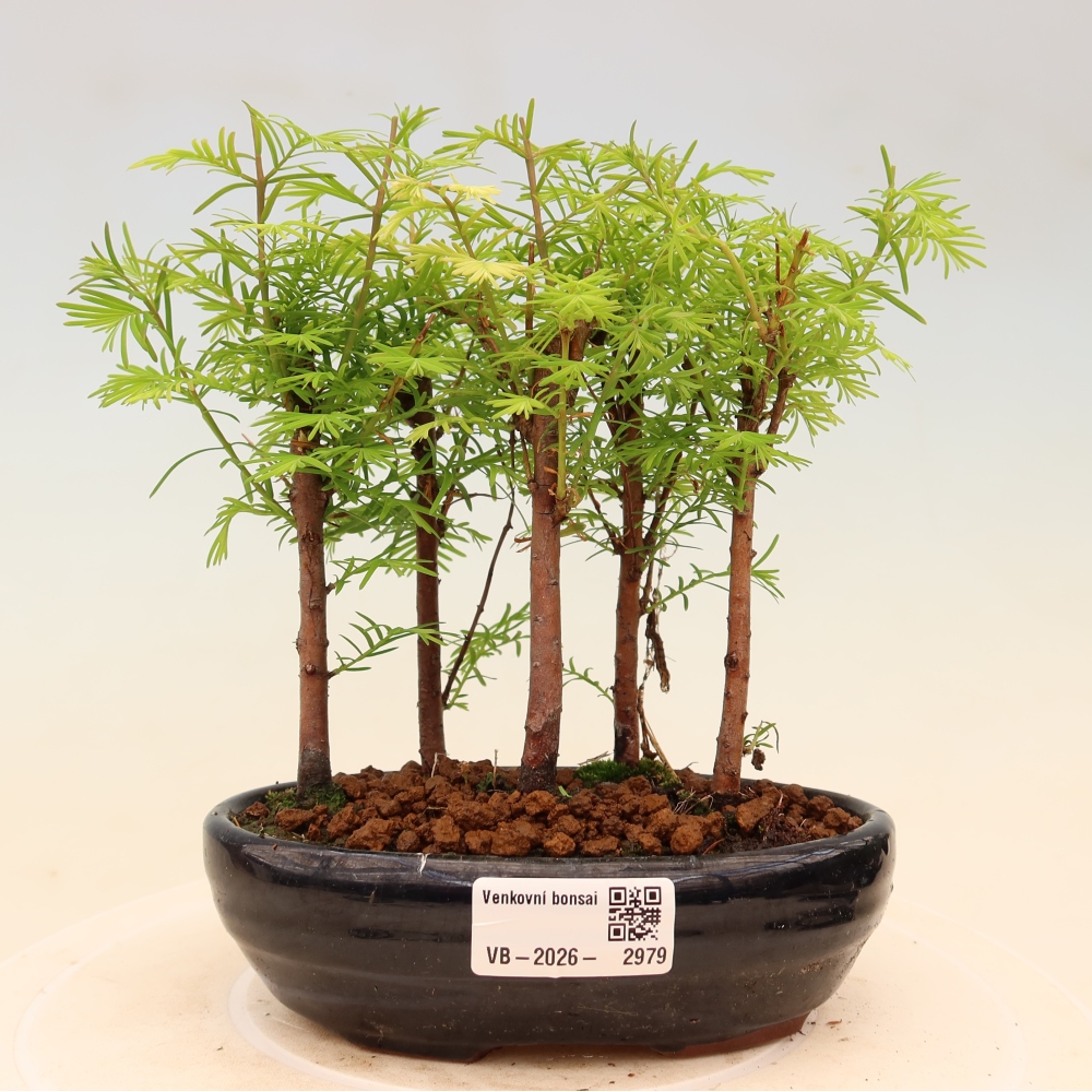 Bonsaï d'extérieur - Metasequoia glyptostroboides - Métaséquoia de Chine - petit bosquet