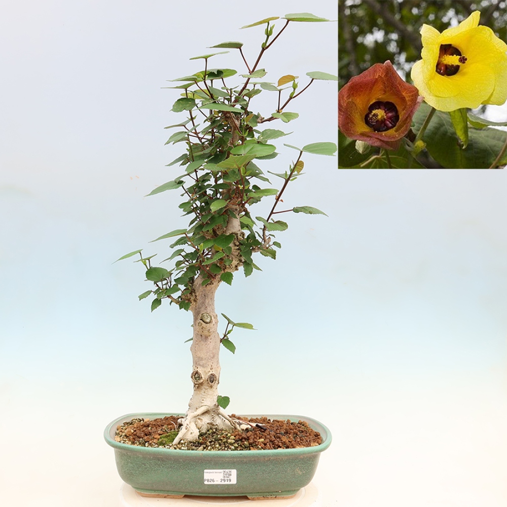 Bonsaï d'intérieur - Hibiscus tiliaceus - Hibiscus de mer