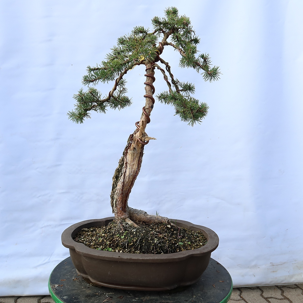 Pinus sylvestris Espagne - pin sylvestre