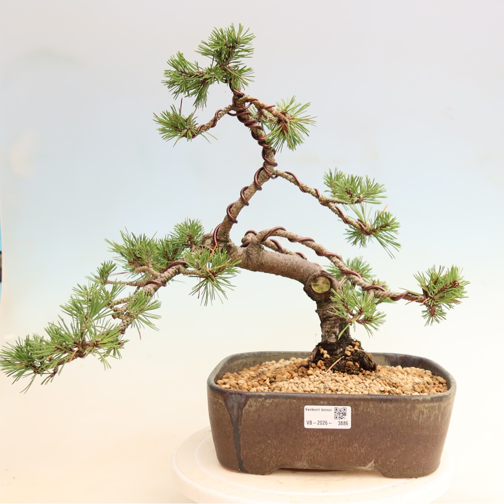Bonsaï d'extérieur - Pinus mugo Humpy  - Pin nain