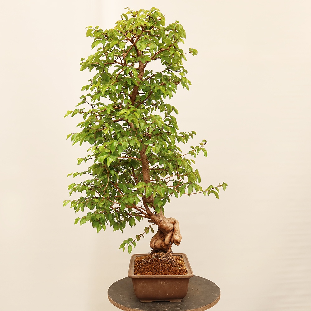 Bonsaï d'extérieur -Carpinus Coreana - Charme de Corée