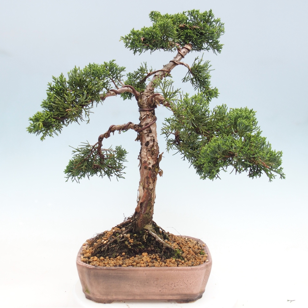 Bonsaï d'extérieur - Juniperus chinensis Kishu
