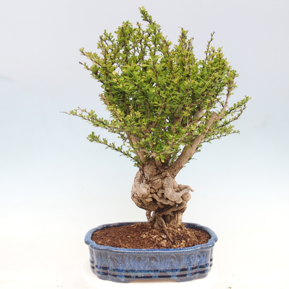 Bonsaï d'extérieur - Berberis coreana