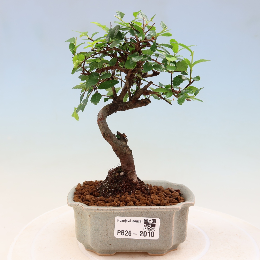Bonsaï de chambre - Ulmus parvifolia - Orme à petites feuilles