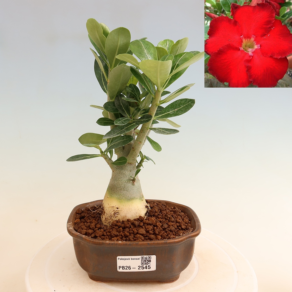 Bonsaï d'intérieur - Adenium obesum Red Star - Rose du désert
