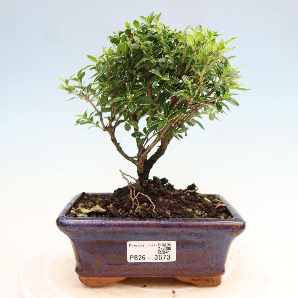Salle bonsaï - Serissa foetida Variegata - Arbre aux mille étoiles