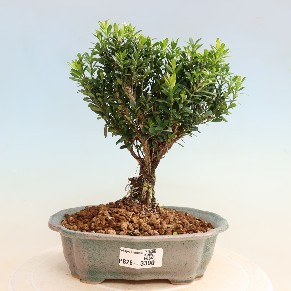 Bonsaï de chambre - Buxus harlandii - buxus liège