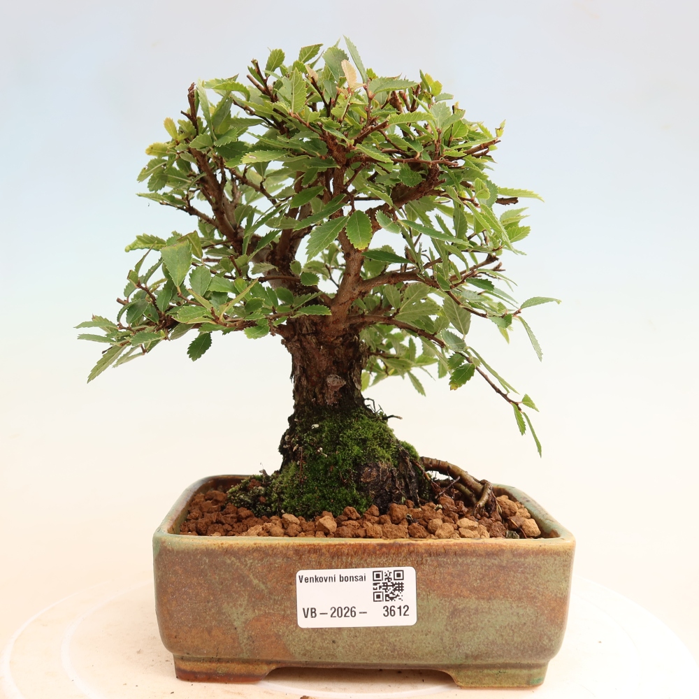 Bonsaï d'extérieur - Zelkova - Zelkova NIRE