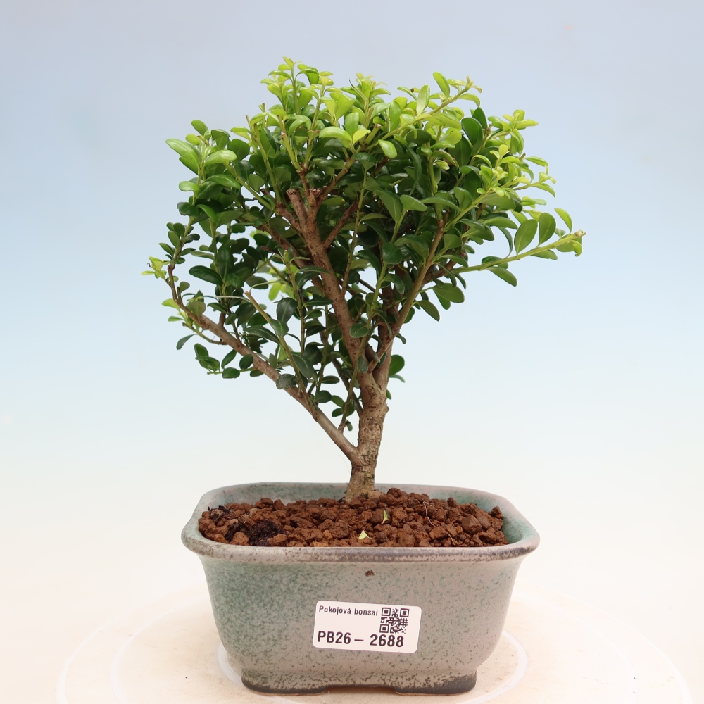 Bonsaï de chambre - Ilex crenata - Houx