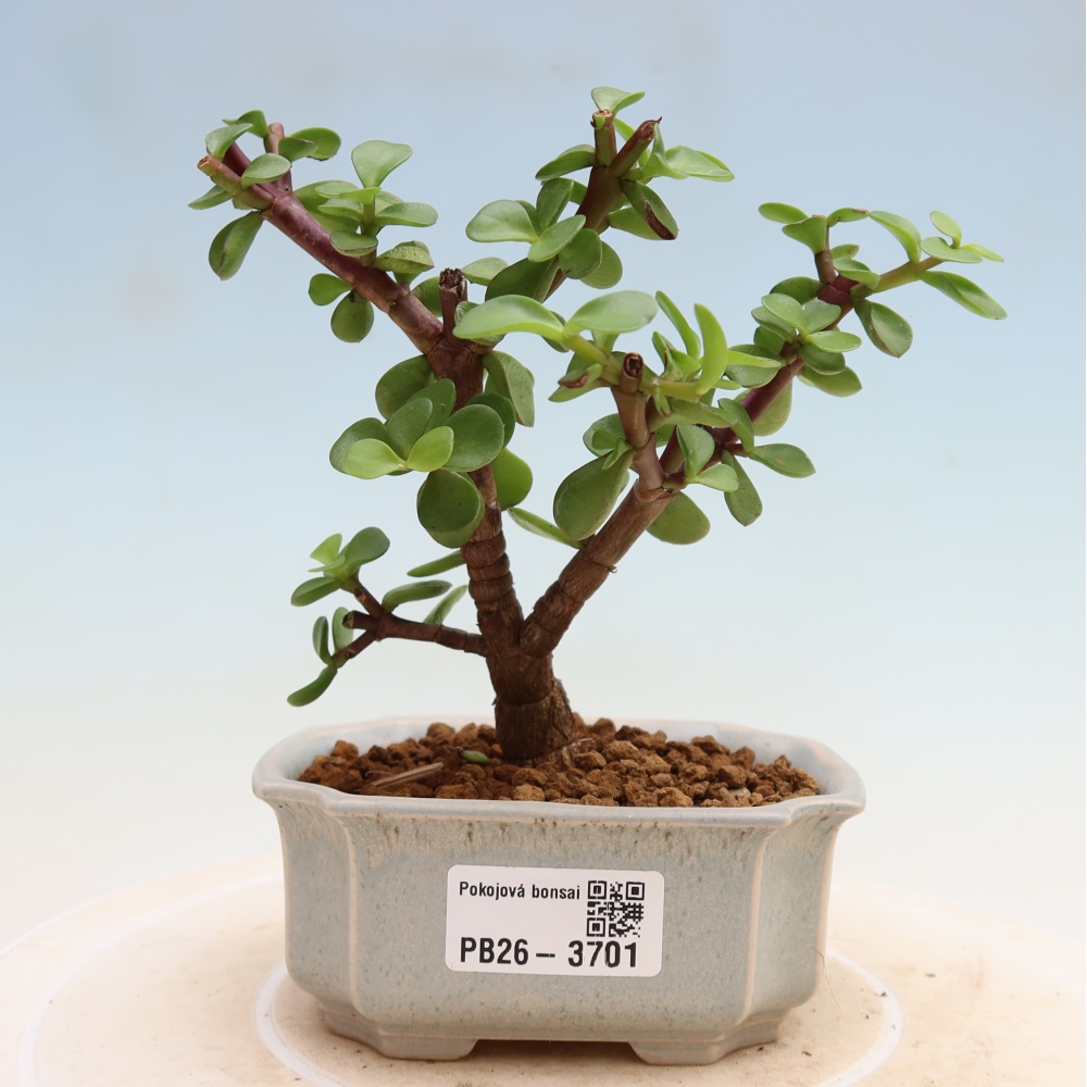 Bonsaï de chambre - Portulakaria Afra - Tlustice