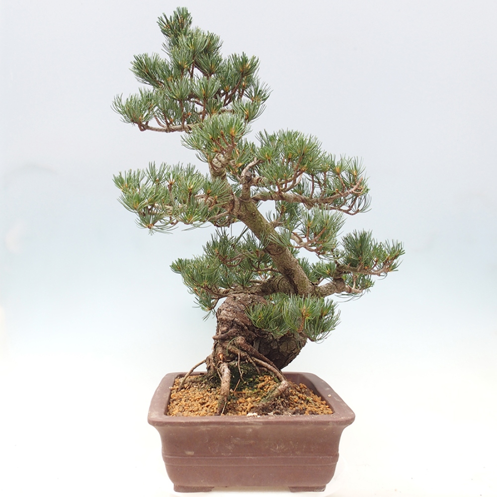 Bonsaï d'extérieur - Pinus parviflora - Pinus parviflora