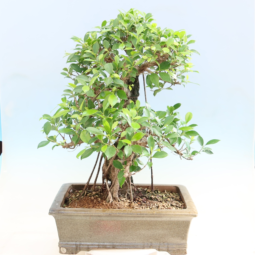 Salle bonsaï - Ficus kimmen - ficus à petites feuilles