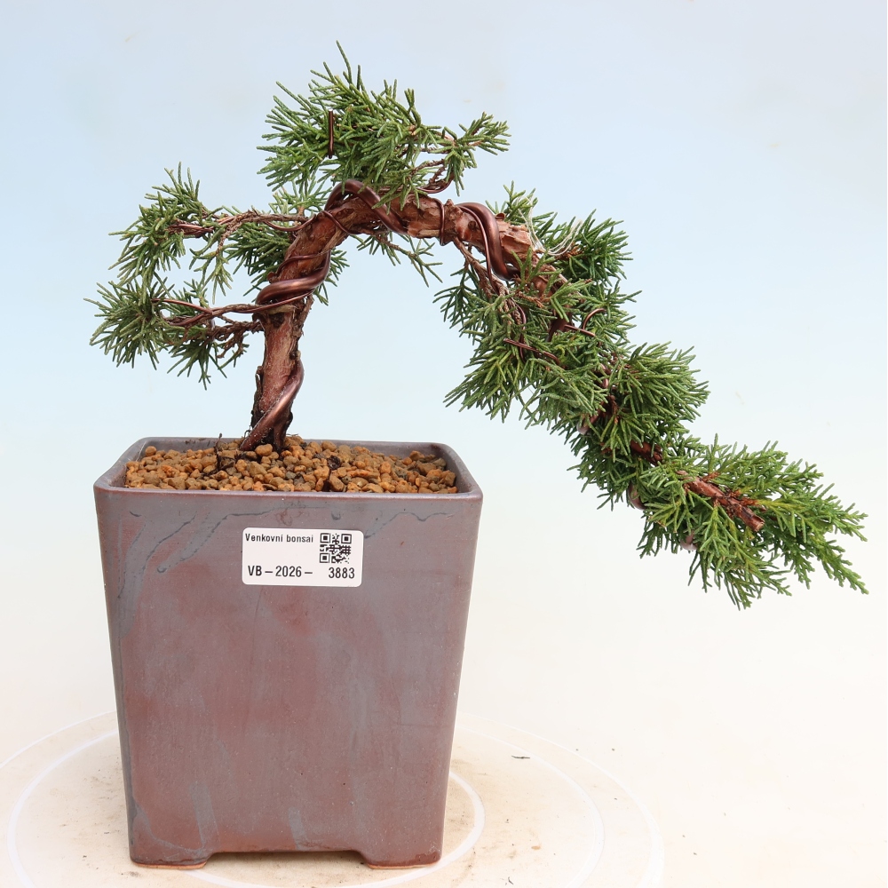 Bonsaï d'extérieur - Juniperus chinensis Kishu