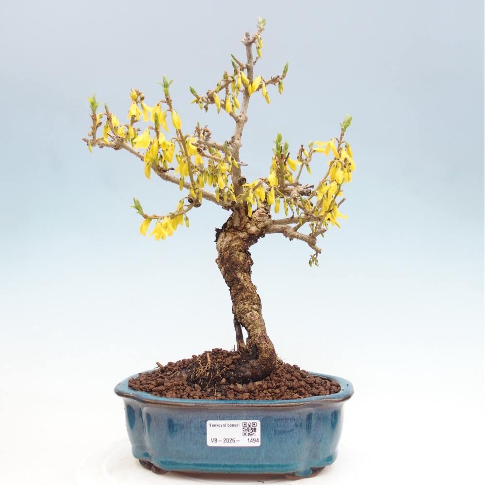 Bonsaï d'extérieur - Zlatice - Forsythia koreana