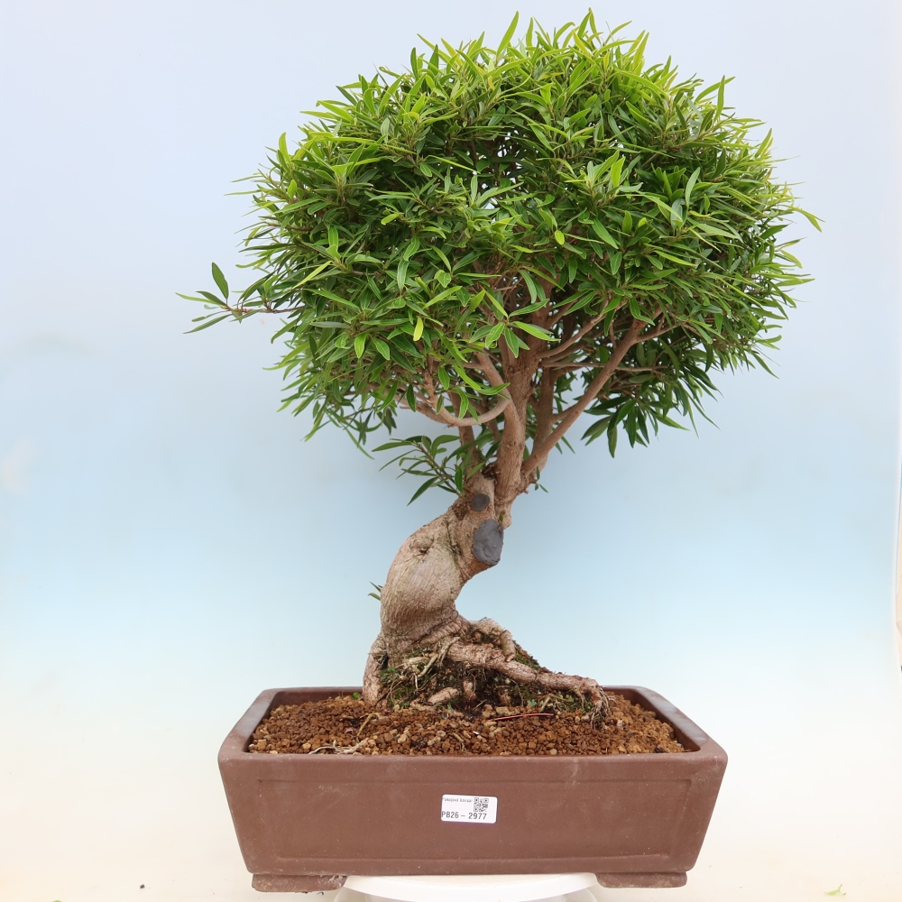 Salle bonsaï - Ficus nerifolia - ficus à petites feuilles