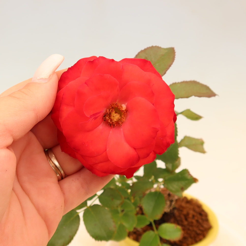 Bonsaï d'extérieur - Rosa Kordes - rose