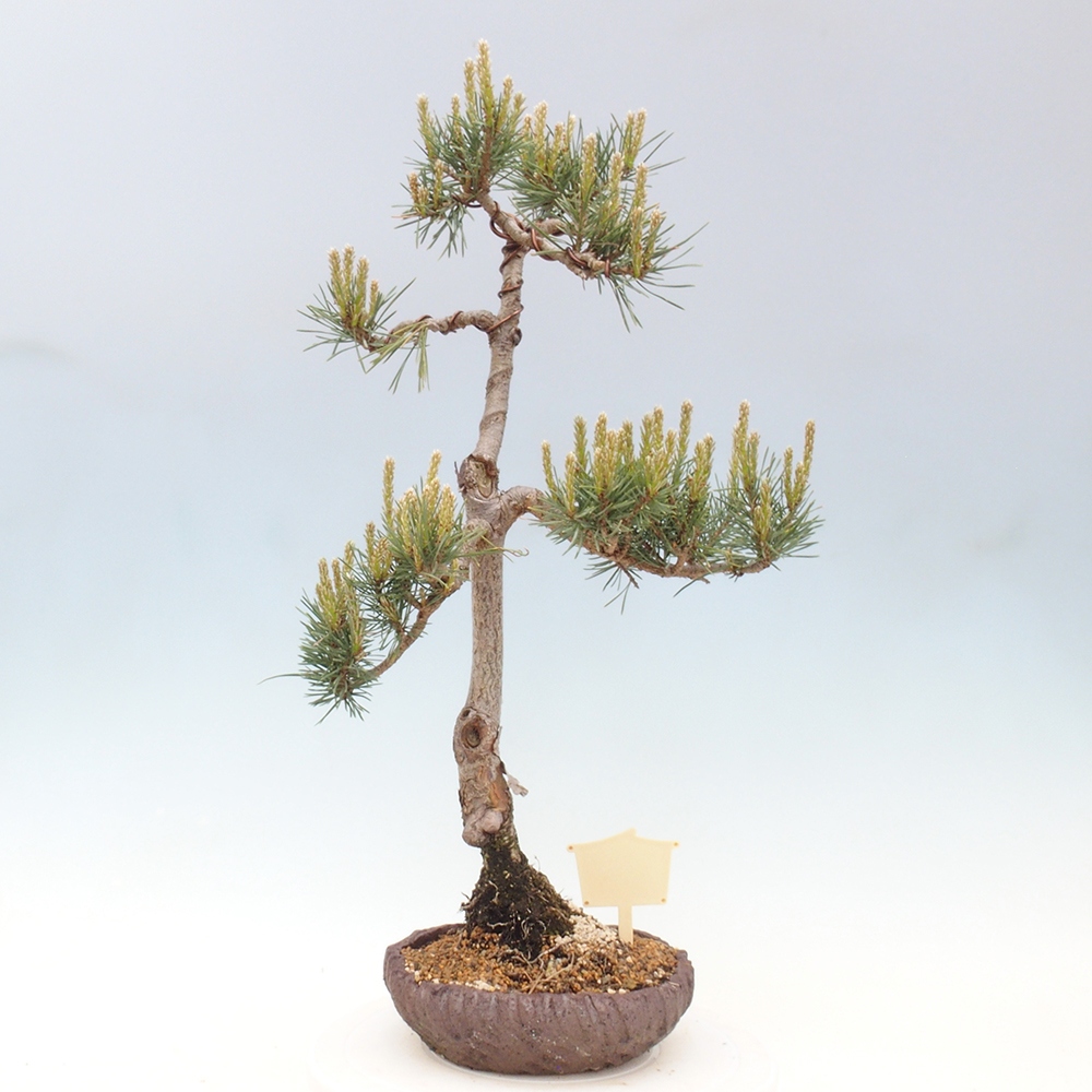 Bonsaï d'extérieur - Pinus Sylvestris Watererri - Pin sylvestre
