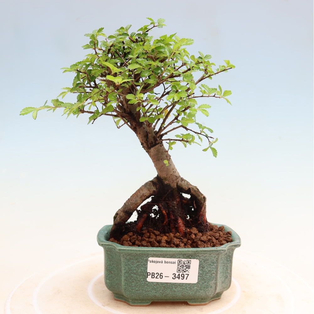 Bonsaï de chambre - Ulmus parvifolia - Orme à petites feuilles