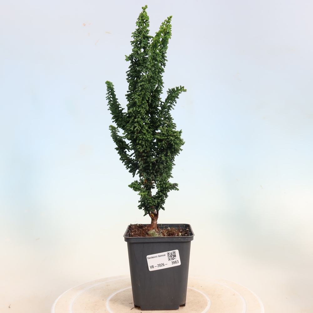 Bonsaï d'extérieur - Cham. obtusa SEKKA HINOKI - Cyprès