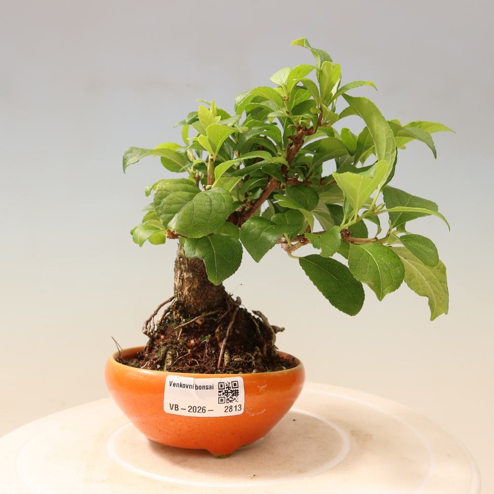 Bonsaï d'extérieur - Celastrus orbiculatus