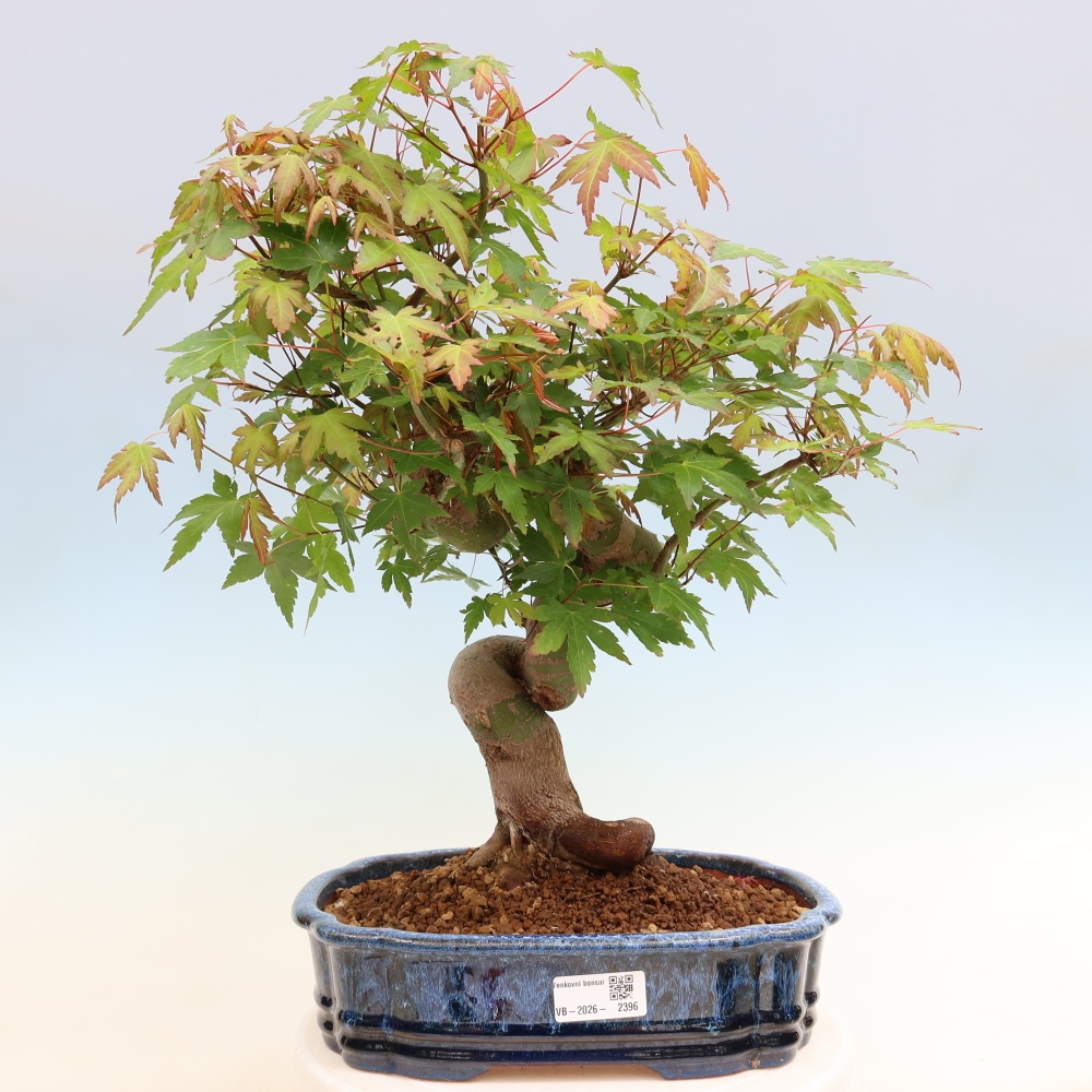 Bonsaï d'extérieur - Maple Burger - Acer Burgerianum