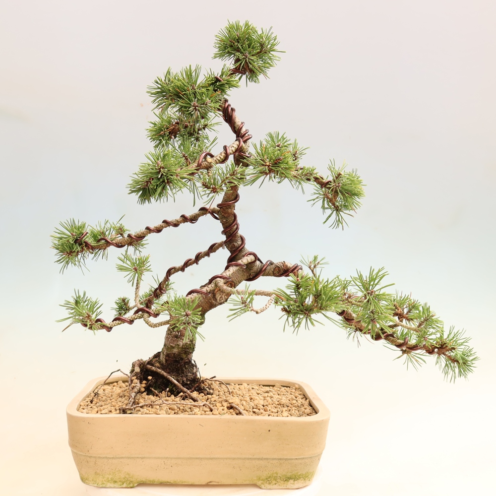 Bonsaï d'extérieur - Pinus mugo Humpy  - Pin nain