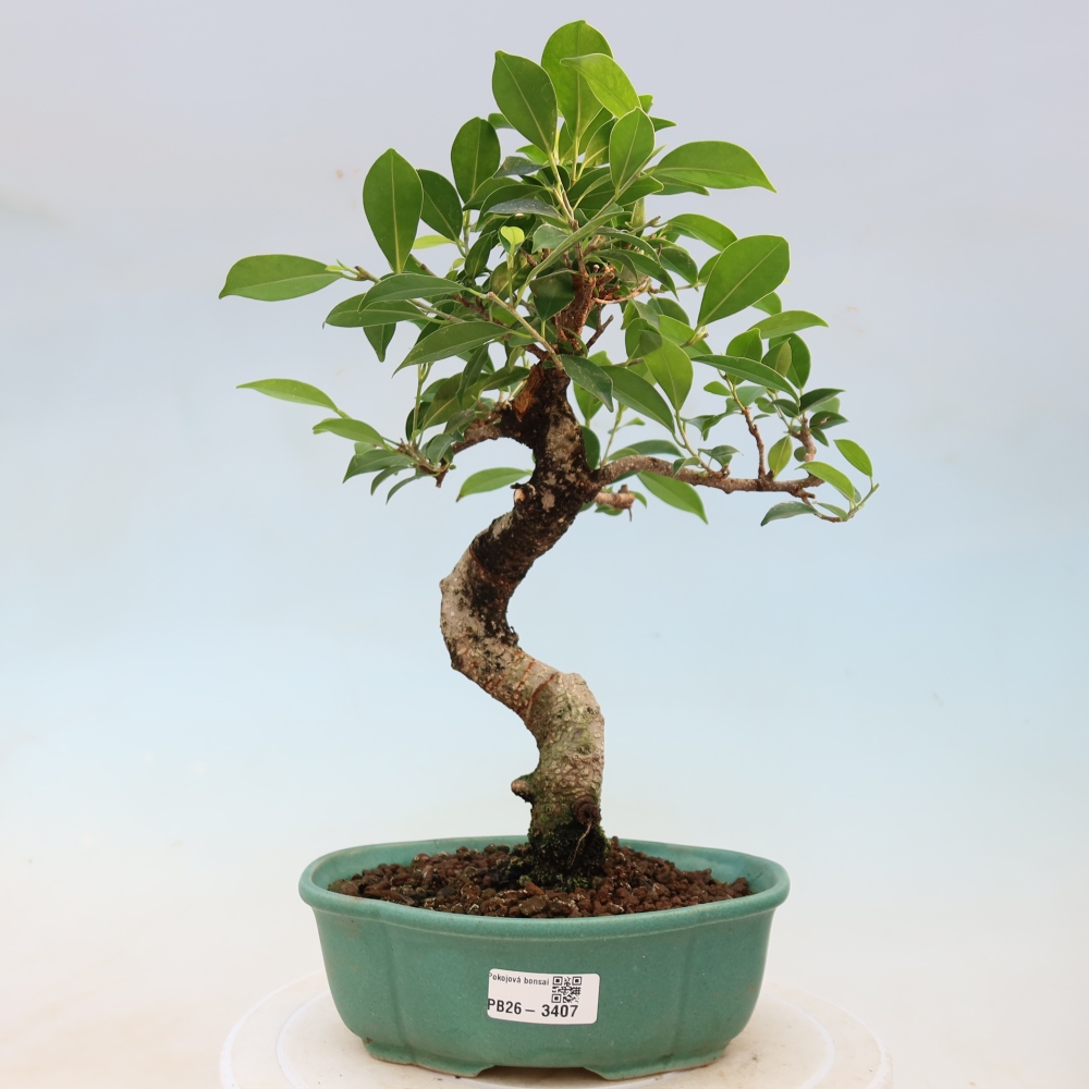 Salle bonsaï - Ficus kimmen - ficus à petites feuilles