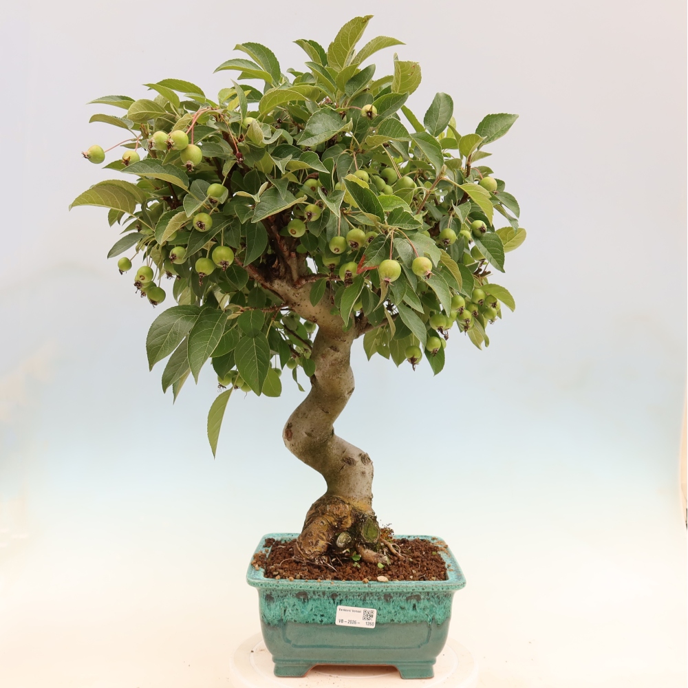 Bonsaï d'extérieur -Malus halliana - Pommier à petits fruits