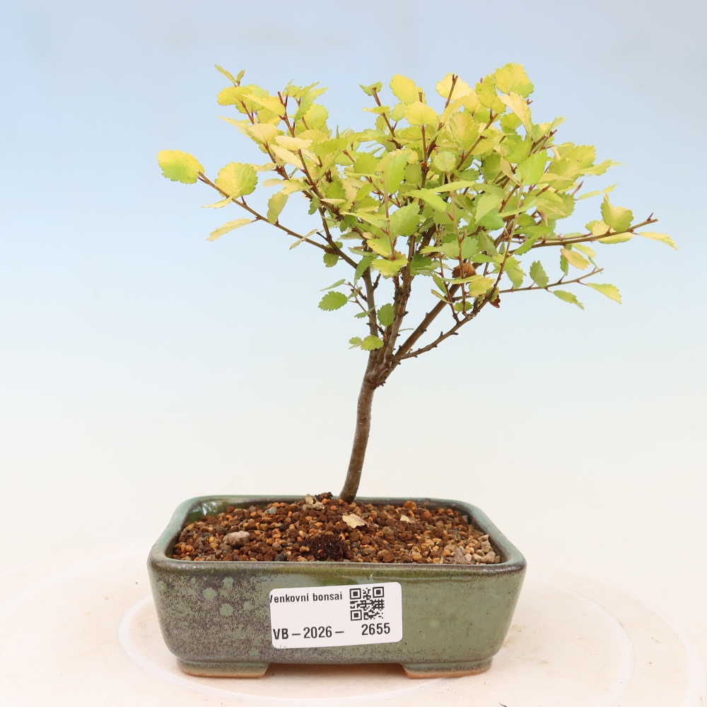 Bonsaï d'extérieur - bouleau nain - Betula NANA Golden Treasure