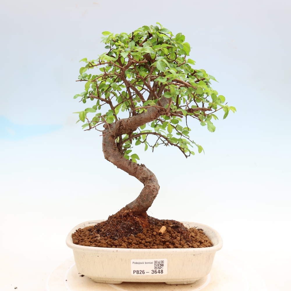 Bonsaï de chambre - Ulmus parvifolia - Orme à petites feuilles